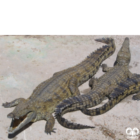 خانواده کروکودیل ها Crocodylidae